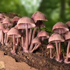 Attēlu rezultāti vaicājumam “Mycena haematopus”
