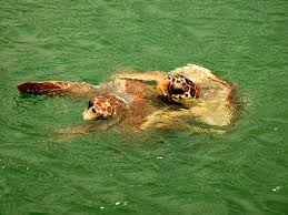 Image result for Caretta caretta