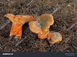 Attēlu rezultāti vaicājumam “Lactarius deterrimus”