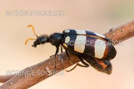 Attēlu rezultāti vaicājumam “Meloidae”