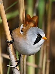 Attēlu rezultāti vaicājumam “Panurus biarmicus male”