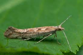 Attēlu rezultāti vaicājumam “Plutella xylostella”