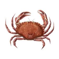 Image result for Cancer irroratus