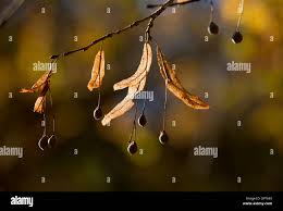 Attēlu rezultāti vaicājumam “Tilia platyphyllos Laciniata fruit”