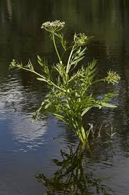 Attēlu rezultāti vaicājumam “Sium latifolium”