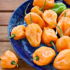 Afbeeldingsresultaat voor orange habanero hot pepper