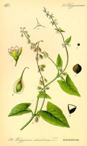 Attēlu rezultāti vaicājumam “Fallopia convolvulus fruit”