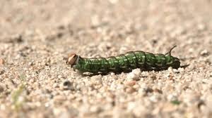 Attēlu rezultāti vaicājumam “Ptilodon capucina larva”