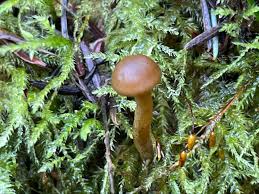 Attēlu rezultāti vaicājumam “Licea minima spores”