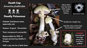 Attēlu rezultāti vaicājumam “Amanita phalloides”