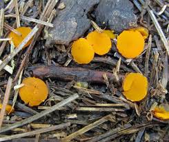 Attēlu rezultāti vaicājumam “Byssonectria fusispora”