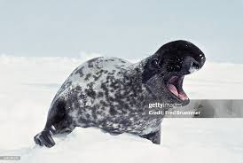 Image result for Cystophora cristata