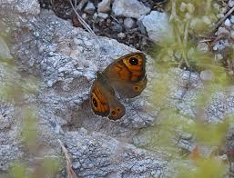 Attēlu rezultāti vaicājumam “Lasiommata maera upperside”