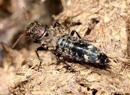 Attēlu rezultāti vaicājumam “Ontholestes murinus”