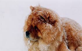 Znalezione obrazy dla zapytania chow