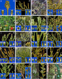 Attēlu rezultāti vaicājumam “Thesium ebracteatum leaf”