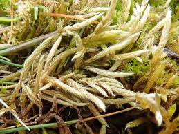 Attēlu rezultāti vaicājumam “Brachythecium albicans sporophyte”