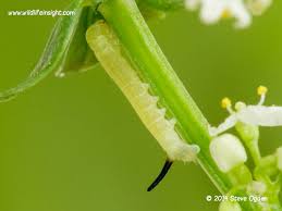 Attēlu rezultāti vaicājumam “Deilephila elpenor larva”