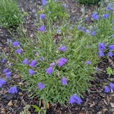 Image result for Campanula lingulata