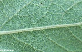 Attēlu rezultāti vaicājumam “Inula helenium leaf”