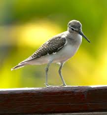 Attēlu rezultāti vaicājumam “Actitis hypoleucos adult”