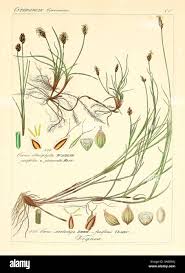Attēlu rezultāti vaicājumam “Carex chordorhiza”
