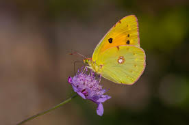 Attēlu rezultāti vaicājumam “Colias croceus underside”