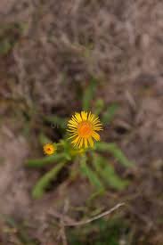 Attēlu rezultāti vaicājumam “Inula salicina flower”