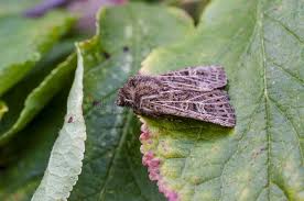 Attēlu rezultāti vaicājumam “Tholera decimalis male”