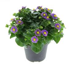 Image result for Exacum affine