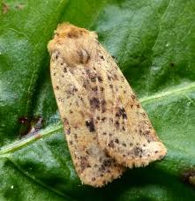 Attēlu rezultāti vaicājumam “Conistra rubiginea”