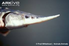 Image result for Acipenser desotoi