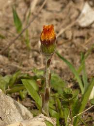 Attēlu rezultāti vaicājumam “Tussilago farfara bud”