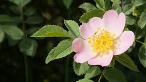 Attēlu rezultāti vaicājumam “Rosa subcanina”