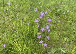 Image result for Campanula patula