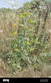 Attēlu rezultāti vaicājumam “Pastinaca sativa subsp. sylvestris leaf”