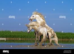 Image result for parque natural de camargue