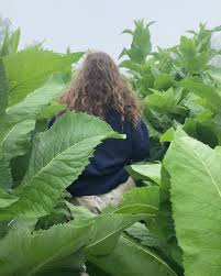 Attēlu rezultāti vaicājumam “Inula helenium leaf”