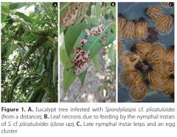 Attēlu rezultāti vaicājumam “Lycogala botrydium sessile”