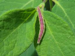 Attēlu rezultāti vaicājumam “Ypsolopha dentella”