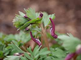 Attēlu rezultāti vaicājumam “Corydalis solida flower”