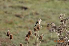 Image result for England Staffordshire Birding Club