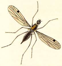 Attēlu rezultāti vaicājumam “Empididae”