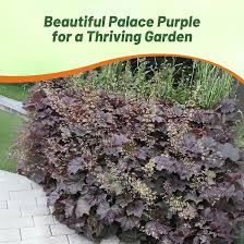 Image result for HEUCHERA americana 'Palace Purple Auslese'