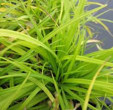 Attēlu rezultāti vaicājumam “Carex digitata”