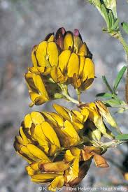 Attēlu rezultāti vaicājumam “Medicago x varia  flower”