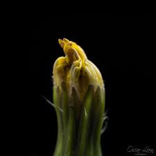 Attēlu rezultāti vaicājumam “Hypochaeris radicata bud”