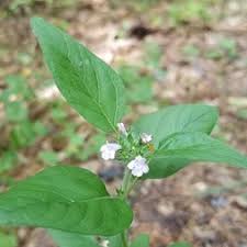 Attēlu rezultāti vaicājumam “Clinopodium vulgare leaf”
