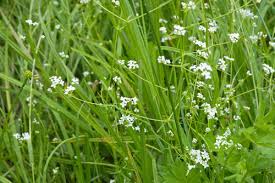 Attēlu rezultāti vaicājumam “Galium palustre leaf”