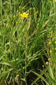 Attēlu rezultāti vaicājumam “Ranunculus lingua”